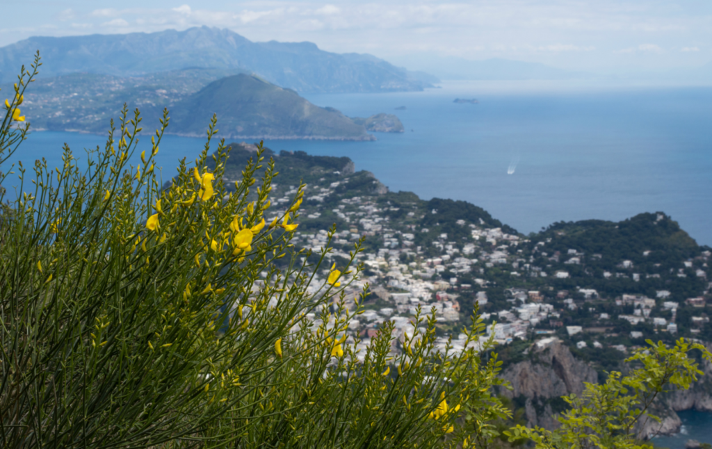 Explore Capri's gardens and trails to spot early-blooming flora.